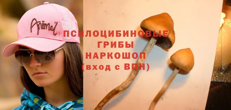 kraken маркетплейс  Жуковский  Галлюциногенные грибы Psilocybe 